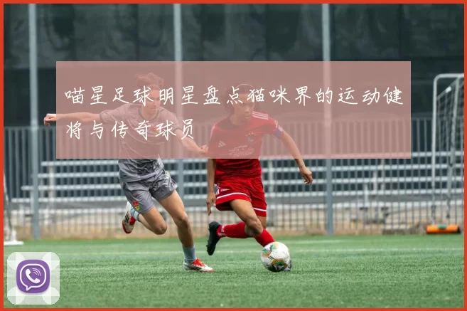 喵星足球明星盘点猫咪界的运动健将与传奇球员